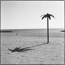 On the beach at Coney Island, a metal palm tree stood face to the Atlantic Ocean